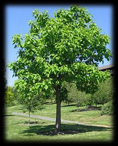Northern Catalpa - Catalpa speciosa This is a tree that demands your attention.
