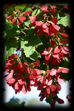 Showy red samaras (winged seeds) shine in bright contrast to the summer foliage of this small tree that is