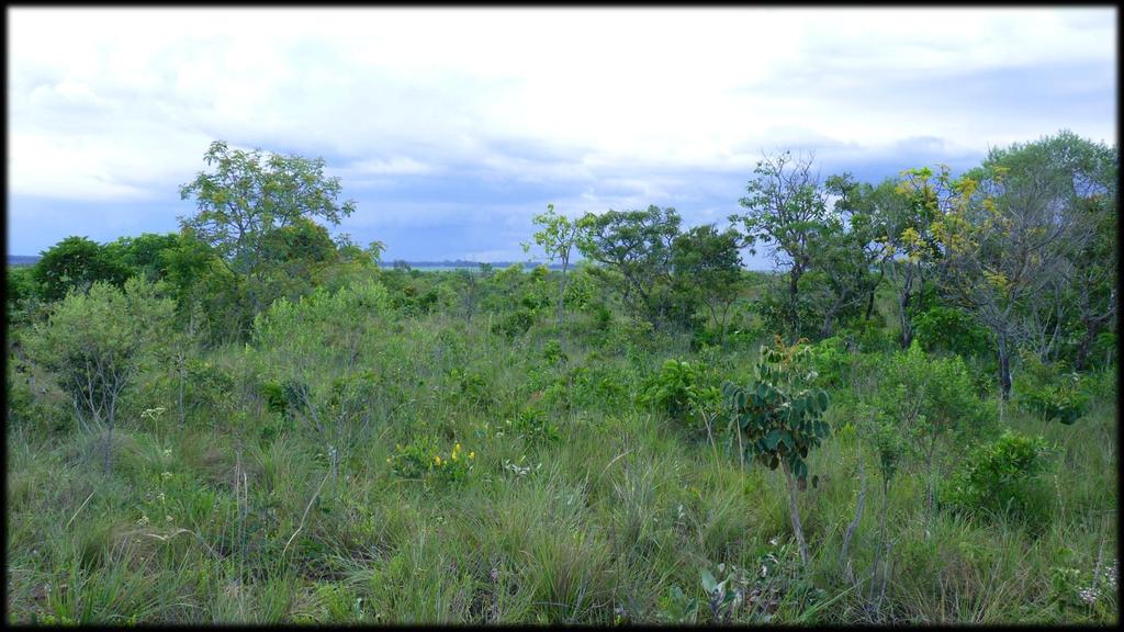 Invasion by exotic pasture grasses: impact of Brachiaria (Urochloa decumbens) on a Brazilian savanna Assis, Geissianny Bessão 1 ; Durigan, Giselda 2 1 Rio de Janeiro Botanical