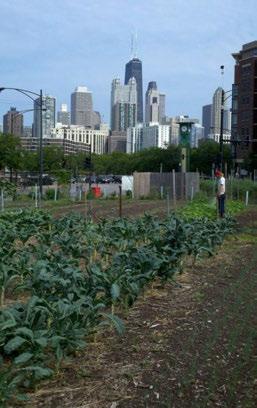 Urban agriculture research: Maximizing crop productivity in the face of environmental challenges