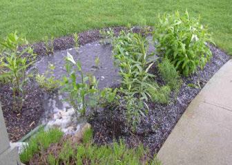 and roads may be contaminated Rain gardens are