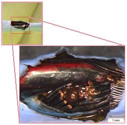 Charred positive (red) Main Excitation wire Burnt negative (blue) Main Excitation wire Burnt sheath Shielding Exposed wire Figure 6: Main Excitation Cable damage 6 x GGPCU in Avionics Bay (Below