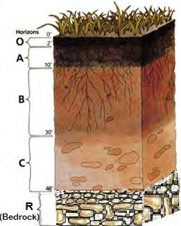 DEFINITIONS General Regional Site Specific IDEALIZED SOIL PROFILE O) Organic Matter A) Surface soil: Organics mixed
