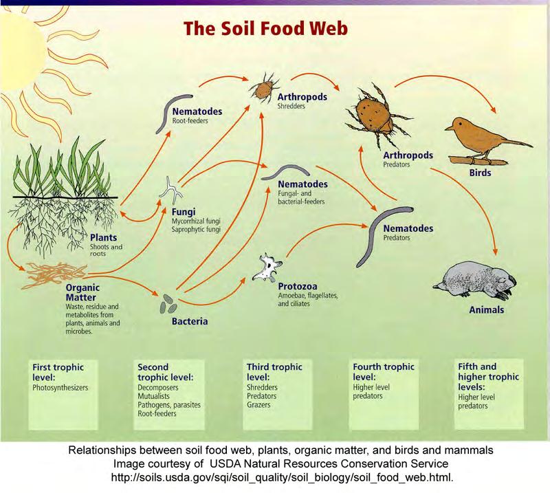 DEFINITIONS General Regional Site Specific Soil Food Web