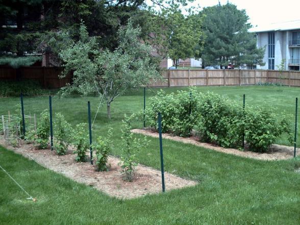 How to plant raspberries Sunny and windy site Weeds need to be controlled 8-10 ft between rows 18 inches wide 3 feet wide 3