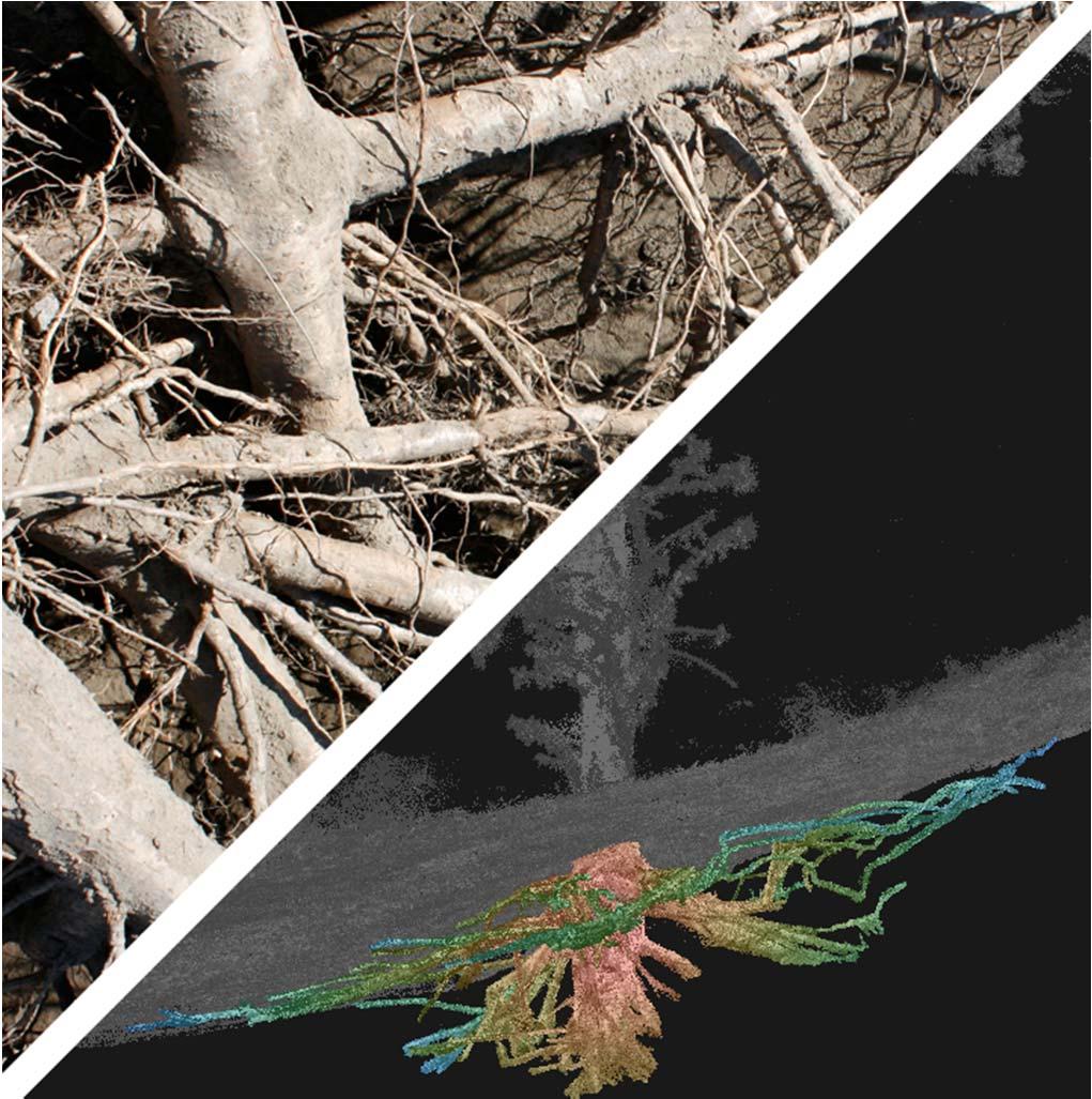 Systematic approach to acquire and categorize in situ root system data Consider root system complexity and spatial attributes Use critical variables of tree root architecture to determine the range