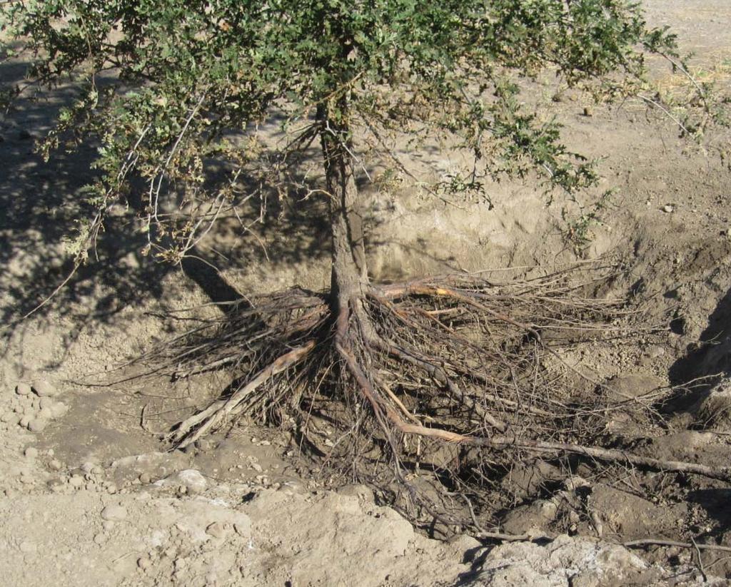 Trees growing in flat ground General patterns of root systems on a flat plain may be more symmetrical (Stokes and Mettheck, 1996) Our results (One cottonwood and one valley