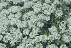 101 Alyssum White $2.00 4-Pak Low growing, covered in white blooms. Good border plant.