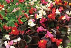 Blooms continuously throughout the summer. Ht: 4-6 102 Begonia (Assorted) $2.