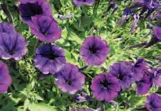Great in ground beds, containers, or in hanging baskets. Will tolerate dry conditions once established.