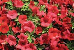 Feed every week to provide optimal blooming. Plants will spread about 12-24. Great for ground beds and containers.