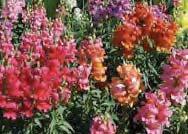 Ht: 8-12 115 Snapdragon (Assorted) $2.00 4-Pak Unusual bloom. Variety of colors. Great as a cut flower.