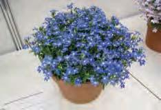 This will encourage more blooms over the summer. Ht: 8-10 108 Lobelia $2.