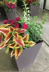 3-6 310 12 Superior Hanging Baskets* $29 Hanging baskets with many varieties and combinations.