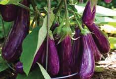 50 Single Great eggplant for any type of use. Fruit is about 5-7 long and about 1.5 in diameter.