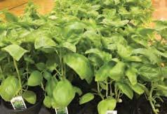 Heavy producer! 215 Basil $4.00 4.25 Sweet Basil is a must have in every garden whether it be flower or herb.