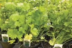 Ht. 12-30 216 Cilantro $4.00 4.25 Cilantro is a must for anyone who wants to add a little zip to their salsas.