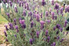 Beautiful green gray foliage with blue/purple flower spikes that develop above the plant.