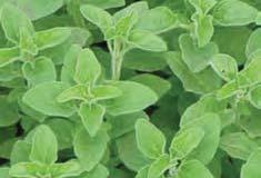 25 Oregano is a must for most Italian cooking.