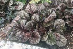 402 Ajuga Black Scallop This is simply a beautiful perennial that can be used as a border, mass planting or in container
