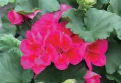 12-36 414 Summer Phlox Bright Pink Summer Phlox is an outstanding perennial that blooms mid to late summer.