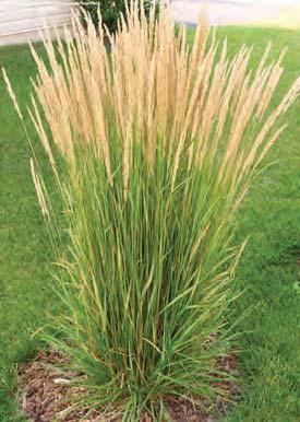 It s no secret that perennial grasses are gaining favor due to their low to no fuss maintenance. They also provide an impressive visual impact on the landscape.