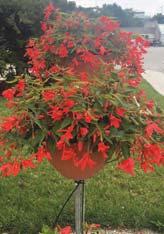 608 Begonia Bonfire $5 4.25 Pot (Trailing/draping) Bloom color is red and orange with shades in-between.
