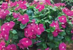 8-12 614 Diamond Frost $5 4.25 Pot This is a terrific plant for hanging baskets, containers, borders, or mass plantings.