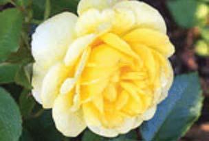 903 Rose Yellow Brick Road $30-2 Gal. Neat round compact shrub is covered in lemon-yellow, old fashioned flowers.