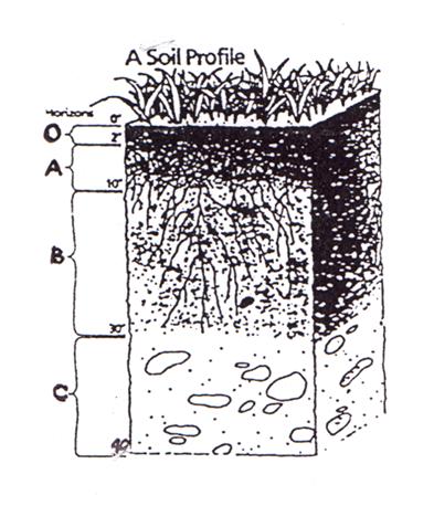 The makeup of the soil profile is important in assessing land use potential. It can give evidence of a seasonal high water table. It will clearly indicate the depth to impervious layers or bedrock.