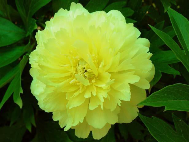 This first introduction from breeder Thierry Rat is named in honor of Caroline Constabel, the plant scientist that pioneered the tissue culture technology for commercial peony
