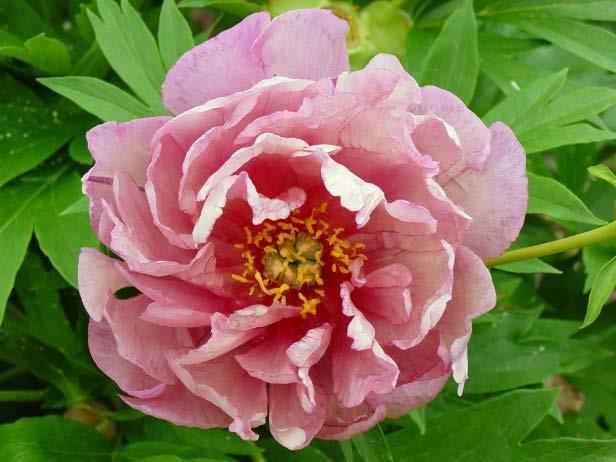 CAROLINE CONSTABEL, PPAF The 'Caroline Constabel' Itoh peony has many large, very double pink flowers and darker flares with 3 to 5 flowers per stem.