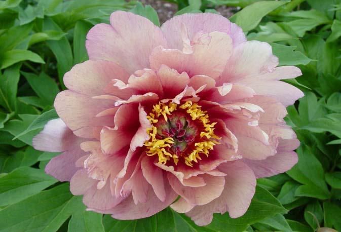 JOANNA MARLENE These semi-double blooms will keep you entertained as they change from apricot to yellow and from
