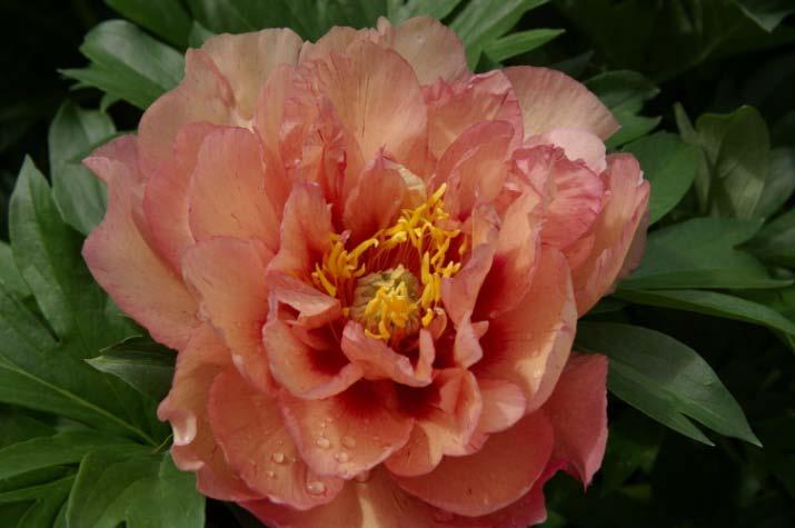 KOPPER KETTLE Semi-double to double tri-color blooms of red, yellow and orange give this flower an overall coppery