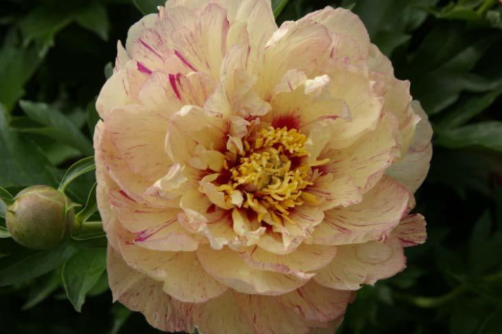 MAGICAL MYSTERY TOUR Gorgeous, semi-double to double flowers are a cream & pink blend that is very pink when first