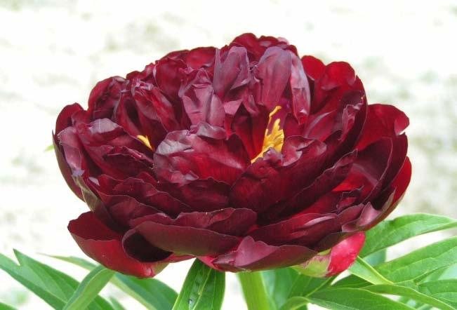 Planteck's Herbaceous Peonies ESTRELLIA A stunning herbaceous with full