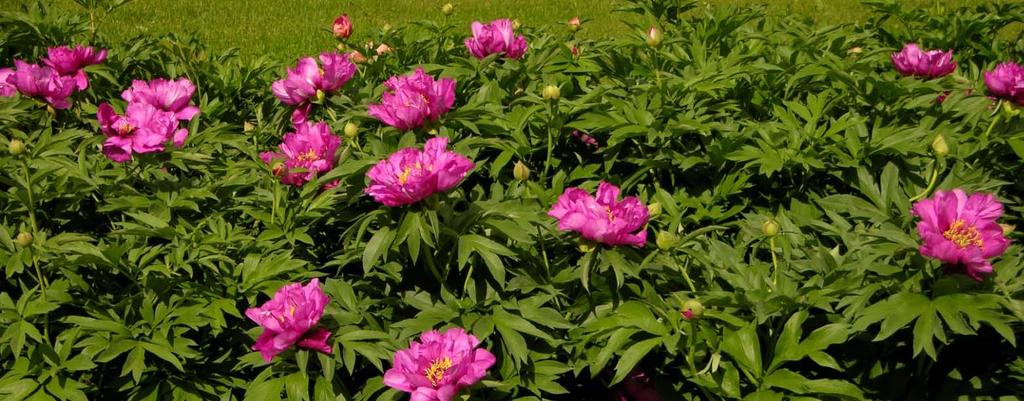 Itoh (or intersectional hybrid) peonies were developed by crossing herbaceous peonies with tree peonies with the best qualities of both: Herbaceous growth