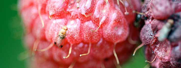 Factsheet 13/14 Soft Fruit Tree Fruit Spotted wing drosophila (SWD) - Code of practice for growers The spotted wing drosophila (SWD) is a major threat to soft fruit (Figure 1), stone fruit, tomatoes,