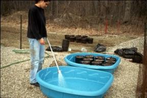 Preparing the pots before planting purple loosestrife root crowns Young purple loosestrife plants just prior to