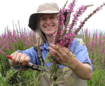 loosestrife in a landfill, do not compost Permits may be required locally Mowing will temporarily stop seed production but