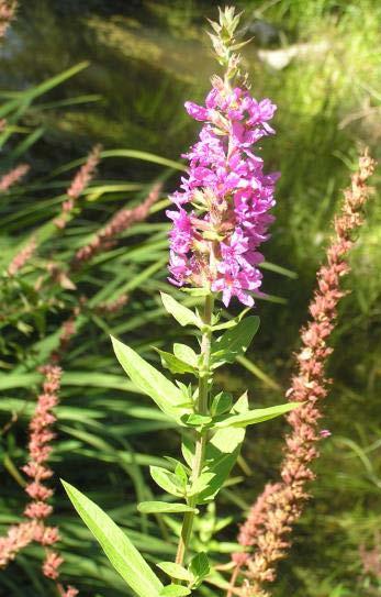 loosestrife - reproduction Flowers July to October (at least in western Washington) Up to 2.