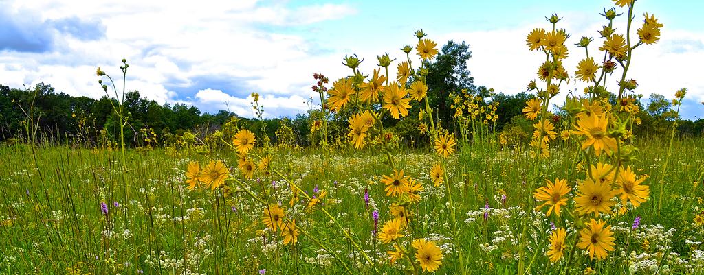 NEXT CENTURY CONSERVATION PLAN for the Forest Preserves of Cook County EXECUTIVE SUMMARY Our Preserves, Our Future One hundred years ago, civic leaders had the foresight to leave us an extraordinary