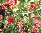 Features: Excellent screening shrub. Pruning encourages flowering.
