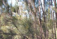 Twiggy Daisy-bush (Olearia ramulosa) Requirements: 50cm-2.