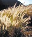 Replace with: Pale Flax-Lily (Dianella longifolia) Fountain Grass