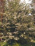28 Sustainable Gardening in Darebin English Broom (Cytisus