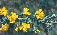 Mirror Bush (Coprosma repens) Replace with: Prickly Currant-bush