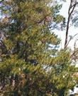 Blackwood (Acacia melanoxylon) Pine