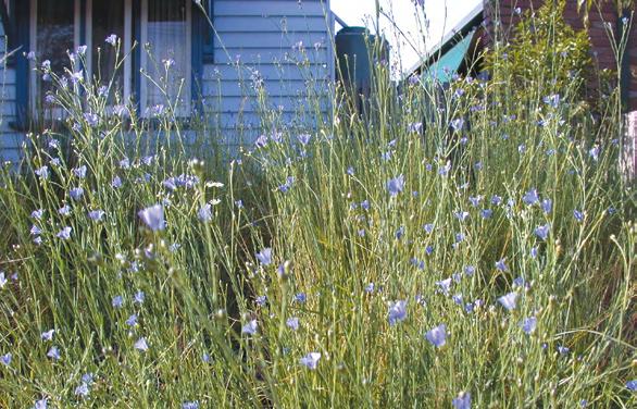 32 Sustainable Gardening in Darebin 2. Use natural alternatives such as pyrethrum and garlic spray to control pests. 3.