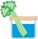 MINI 4-H GARDENING 6 Activity 1 Seeing Plants Drink You will need: Clear cup Red or blue food coloring A fresh white carnation or a celery